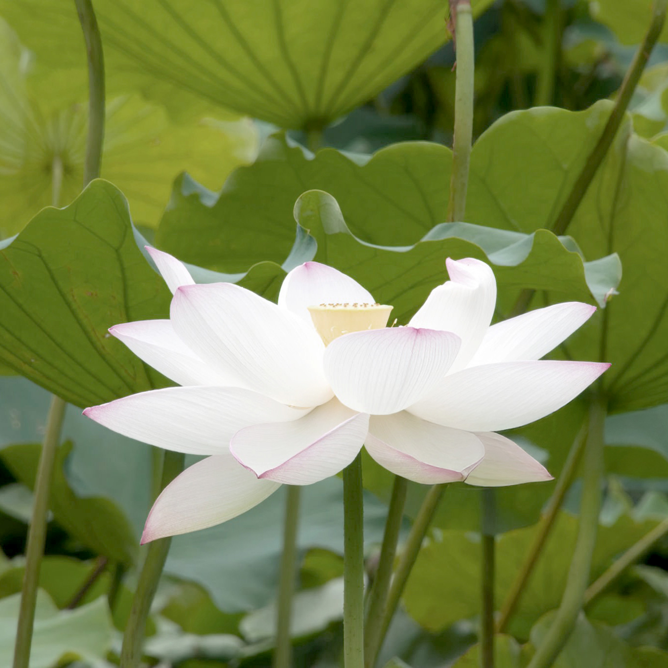 Lotus flower symbolizing resilience and transformation for sustainable brands